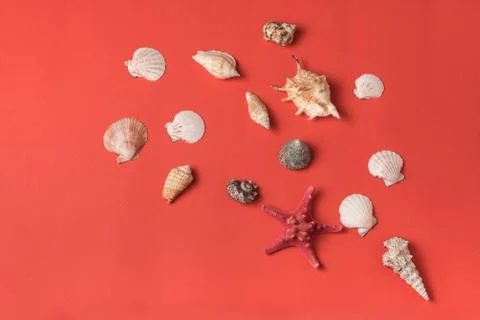 Pattern from variety of seashells on the background of living coral. Flat lay Stock Photos