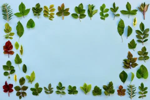 Pattern of various green leaves on  blue paper  background. Stock Photos