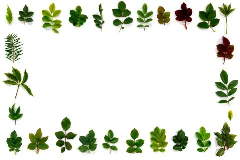 Pattern of various green leaves on  white isolated background. Foto stock
