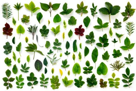 Pattern of various green leaves on  white isolated background. Stock Photos