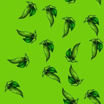 Pattern vegetable pea sketch hand drawn Stock Illustration