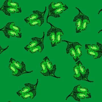 Pattern view parsley sketch hand drawn Stock Illustration