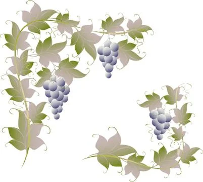 Pattern of vine grapes for page decoration. EPS10 vector illustration Stock Illustration