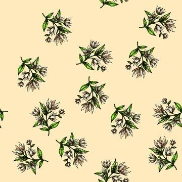 Pattern vintage jasmine sketch hand drawn Illustrazione stock