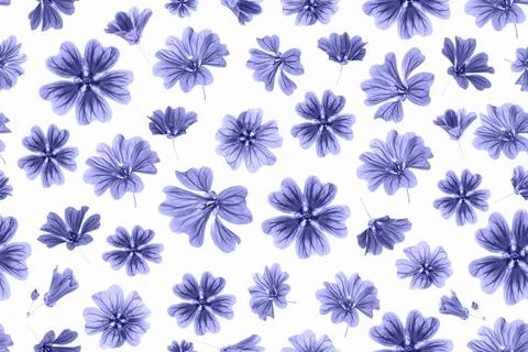 Pattern of violet flowers on white background, as backdrop or texture. Spring Stock Photos
