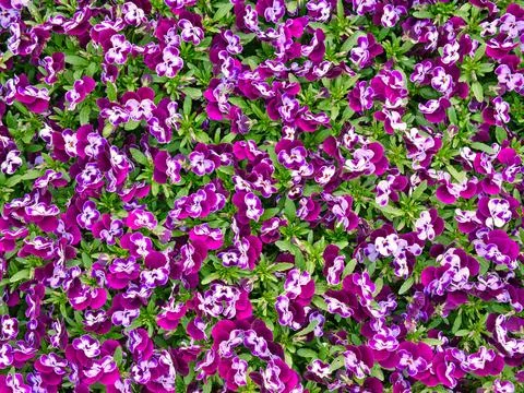 Pattern on violets taken from above 写真素材