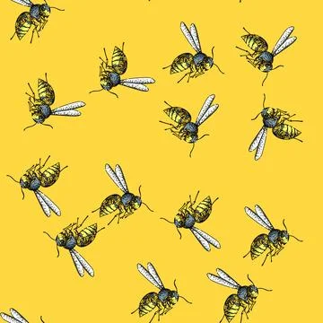 Pattern Wasp illustration in sketch engraving style Stock Illustration