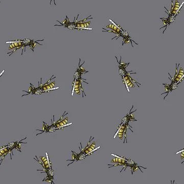 Pattern Wasp insect etching drawing style illustration Stock Illustration