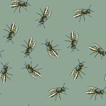 Pattern Wasp insect hand drawn detailed line art sketch Stock Illustration
