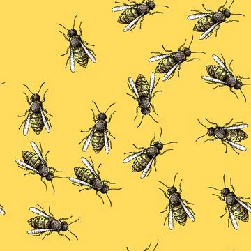 Pattern Wasp insect line art drawing on white background Stock Illustration