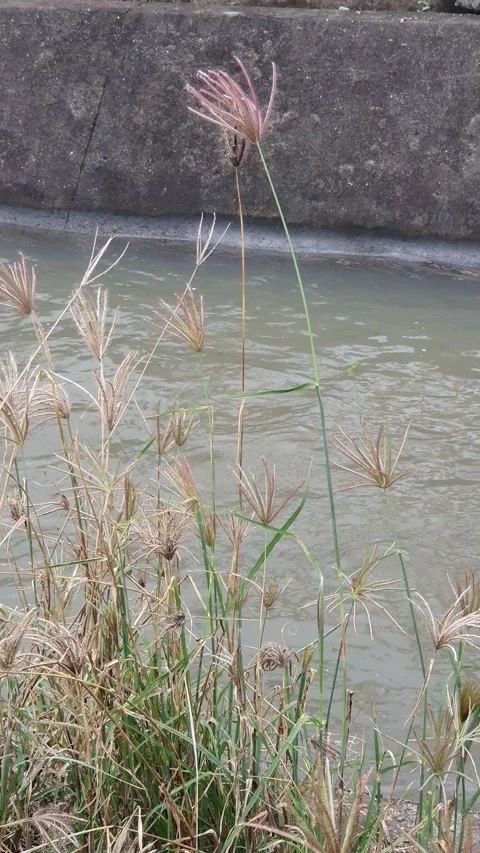 The pattern of water flowing in the village Stock Footage 330637909