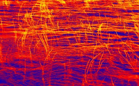 A pattern of waves and underwater plants on the surface of the lake Stock Photos