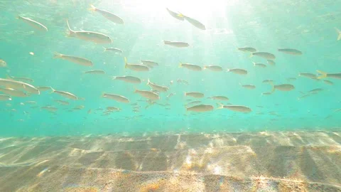 Pattern Of Waves On Sand Undersea While School Of Fish Swimming Together - Oahu, Stock Footage 231736344