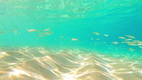 Pattern Of Waves On Sand Underwater While School Of Fish Swimming Together - Stock Footage 231735257