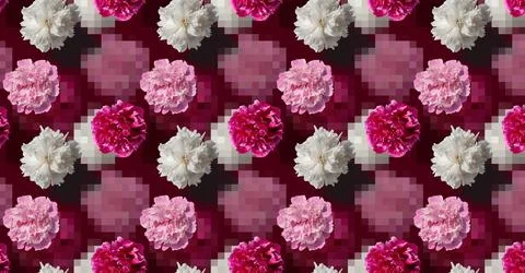 Pattern with white and pink peony flowers on a pink background Stock Photos