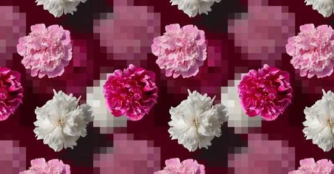 Pattern with white and pink peony flowers on a pink background Stock Photos