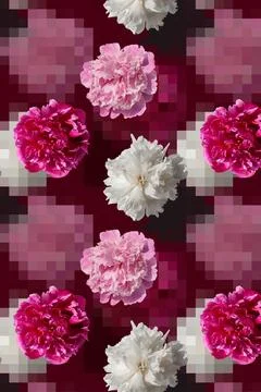 Pattern with white and pink peony flowers on a pink background 스톡 사진