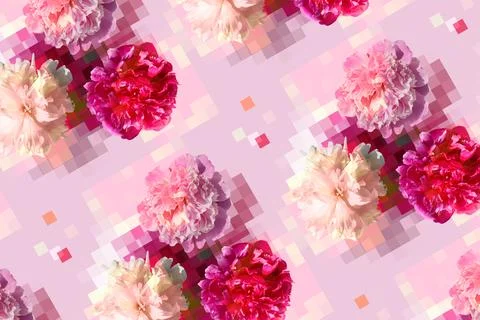 Pattern with white and pink peony flowers on a light pink background 스톡 사진