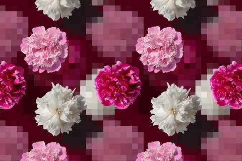 Pattern with white and pink peony flowers on a pink background 스톡 사진