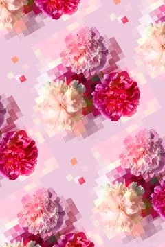 Pattern with white and pink peony flowers on a light pink background Stock Photos