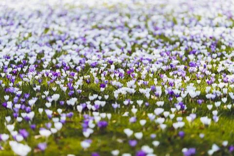 Pattern of white and purple crocuses in grass. Stock Photos