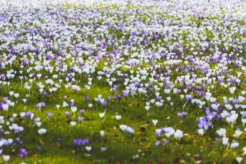 Pattern of white and purple crocuses in grass. Stock Photos