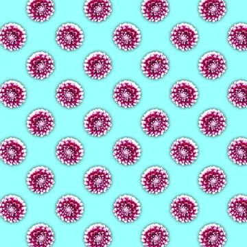 Pattern of white and purple dahlia flowers on a cyan background Stock Illustration