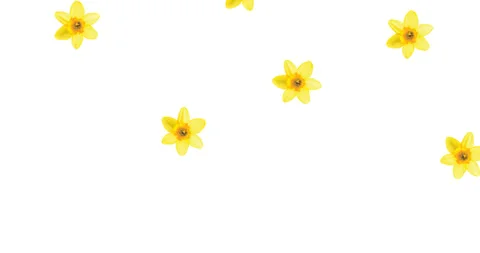 Pattern white background floral flowers spring print graphic summer yellow Stock Illustration