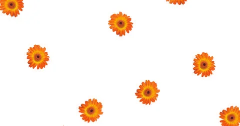 Pattern white background floral flowers spring print graphic summer orange Illustrazione stock