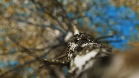 Pattern of the white birch trunk autumn forest concept Stock Footage 255072646