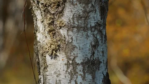 Pattern of the white birch trunk vertical dolly shot, autumn forest Stock Footage 255072659