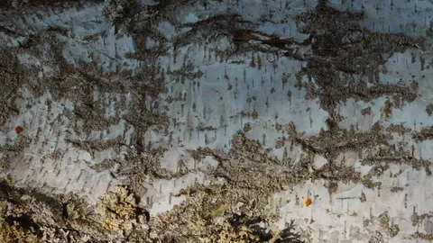 Pattern of the white birch trunk vertical dolly shot, autumn forest vertical Stock Footage 256993256