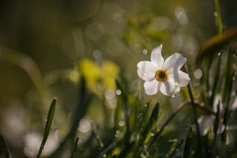 Pattern with white daffodil grass dew on green background for wallpaper design Stock Photos
