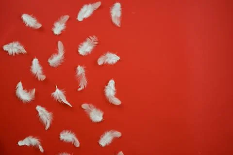 Pattern with white feathers lying on the half red background. Copy space- Ima Stock Photos