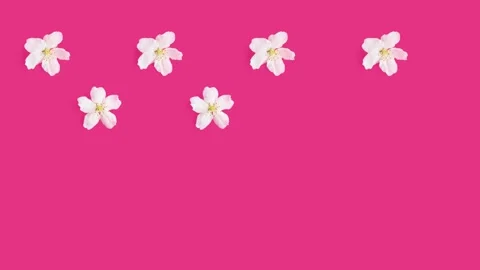 A pattern of white flowers of an apple tree Stock Footage 148535820