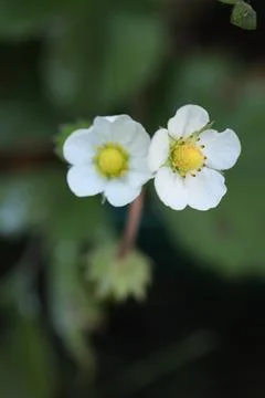 Pattern of white flowers on the meadow Stock Photos