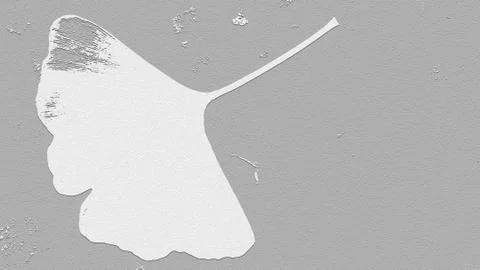 Pattern of white Ginkgo biloba leaf on gray backdrop.Textured surface.Copy space 스톡 일러스트