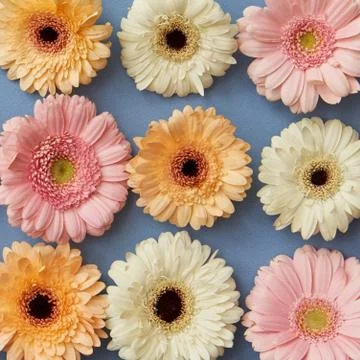 A pattern of white pink and orange gerberas on a blue paper background. Stock-Fotos