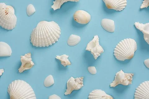 A pattern of white sea shells on a light blue backdrop. Summer light backgr.. Foto stock