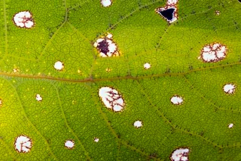 Pattern on the wing of a green leaf mimic katydid, which strikingly resembles Foto stock