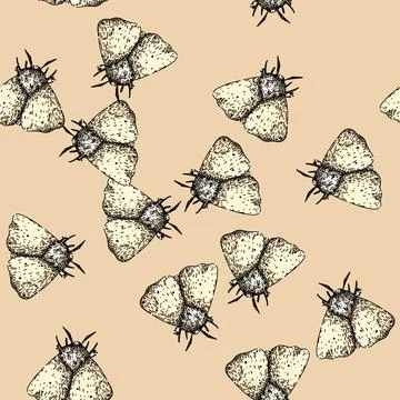 Pattern wings night moth sketch hand drawn Stock Illustration
