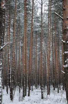 Pattern of the winter pine tree forest Stock Photos