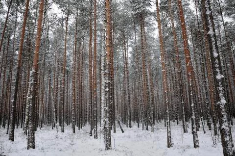Pattern of the winter pine tree forest Photos