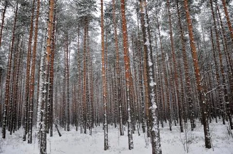 Pattern of the winter pine tree forest Stock Photos