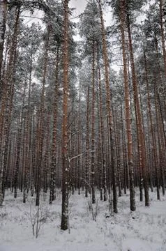 Pattern of the winter pine tree forest Stock Photos