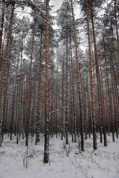 Pattern of the winter pine tree forest The winter pine tree forest and an ... Foto stock