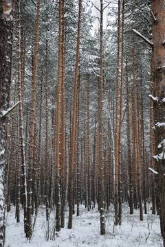Pattern of the winter pine tree forest The winter pine tree forest and an ... Foto stock