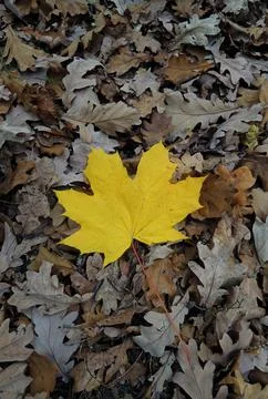 A pattern of withered oak leaves with one bright yellow maple leaf Stock Photos