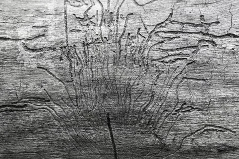 Pattern on the wood from beetle bark beetle Stock Photos