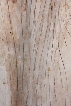 Pattern of wood decay for a background image. Foto stock